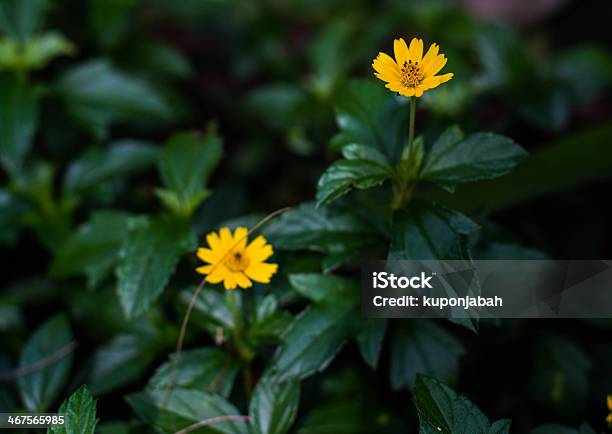 Miniflor - Fotografias de stock e mais imagens de Abaixo - Abaixo, Agricultor, Agricultura