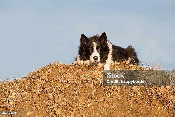 Foto de Collie Border De Concentração e mais fotos de stock de Collie Border - Collie Border, Fotografia - Imagem, Horizontal