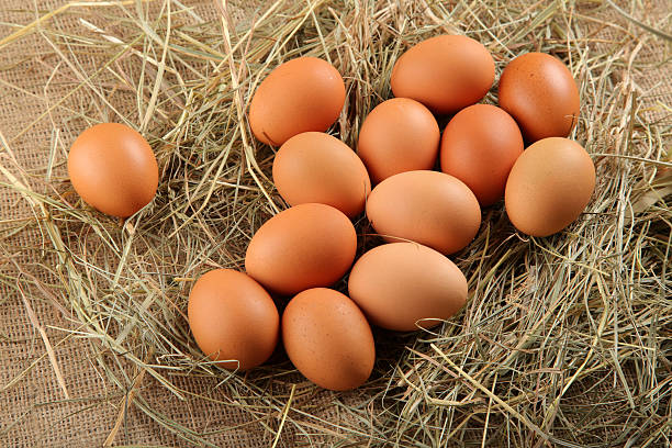 eggs stock photo