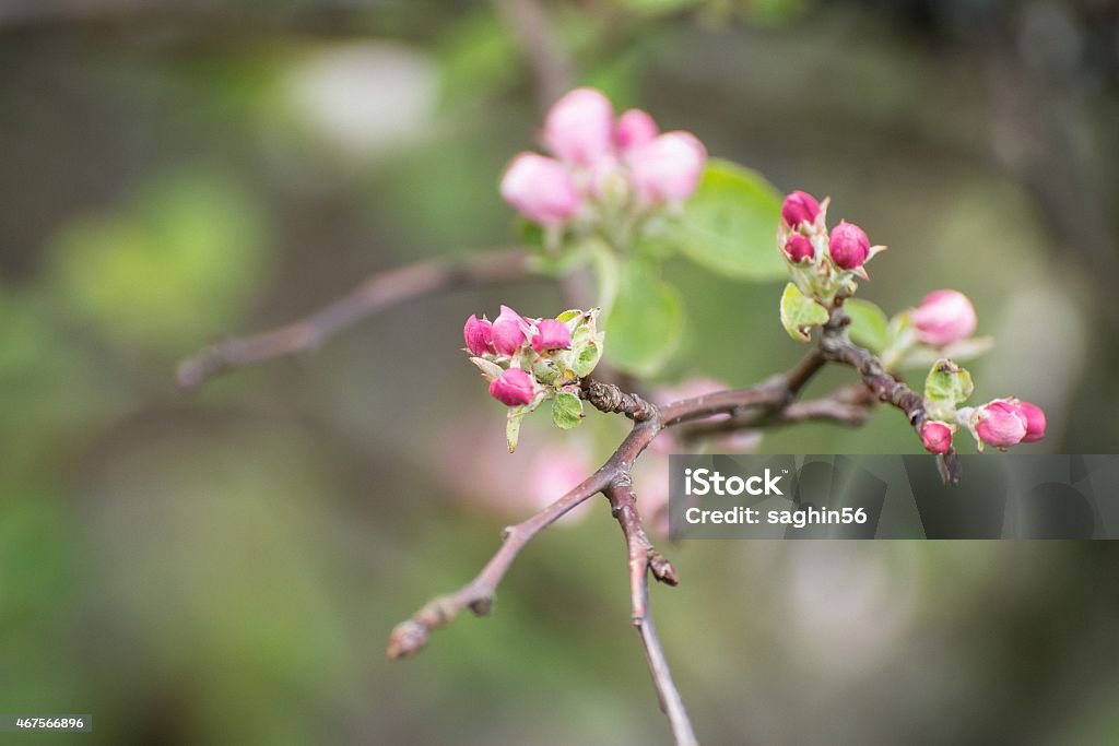 Apple Apple blossom in spring 2015 Stock Photo