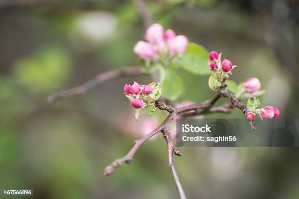 Apple Stock Photo - Download Image Now - 2015, Animal Wildlife, Apple Tree