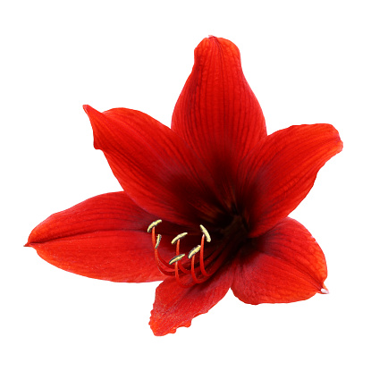 Amaryllis flower, red flower isolated on white background