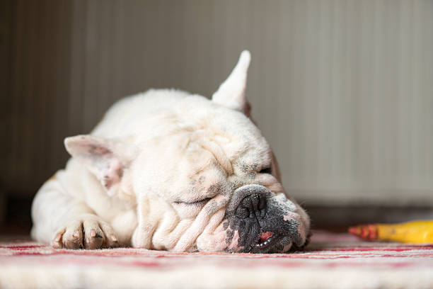 istock Sleeping French Bulldog 467571516