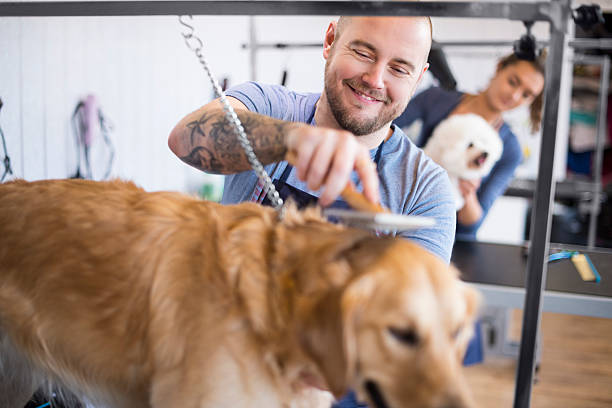 male pet grooming salon owner and staff A male dog groomer grooms a golden retriever. Behind him a teenage girl is grooming a bichon frise on a grooming table. They are both wearing blue aprons , and concentrating on their work . dog grooming stock pictures, royalty-free photos & images