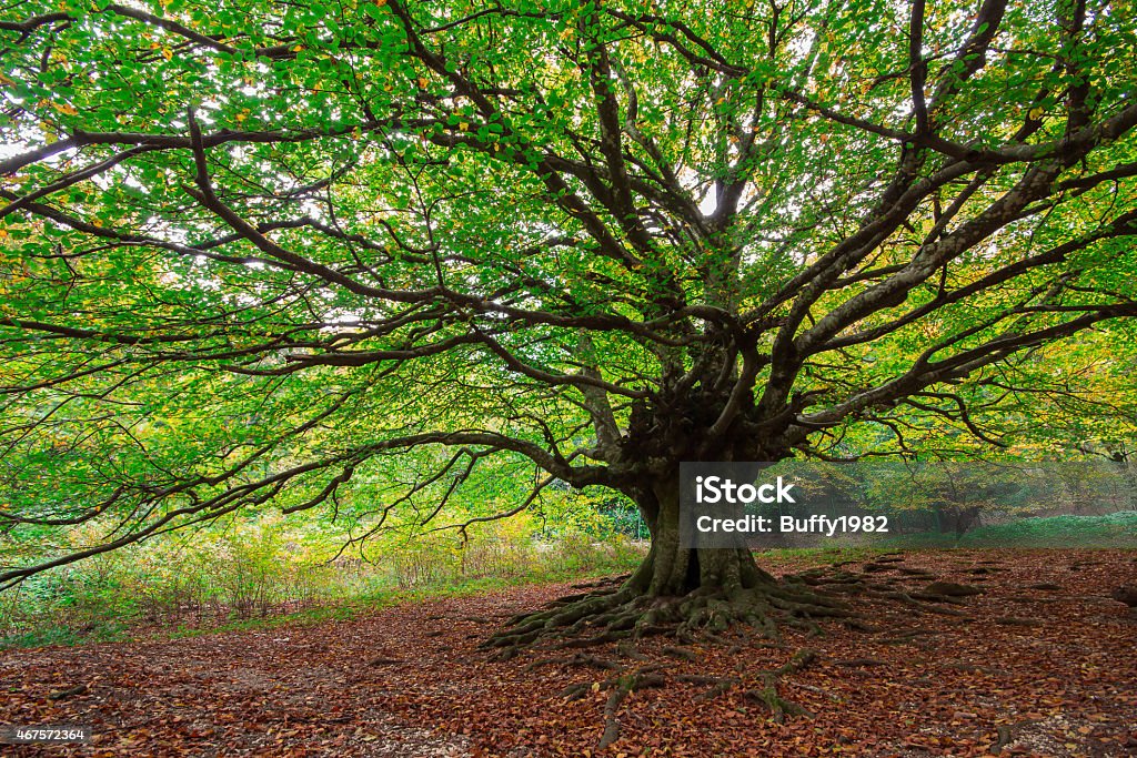 Monumental Beech Tree Monumental Beech Tree in the park of Monte Cucco, Umbria - Italy. Root Stock Photo