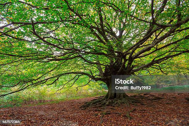 Monumental Beech Tree Stock Photo - Download Image Now - Root, Single Tree, 2015