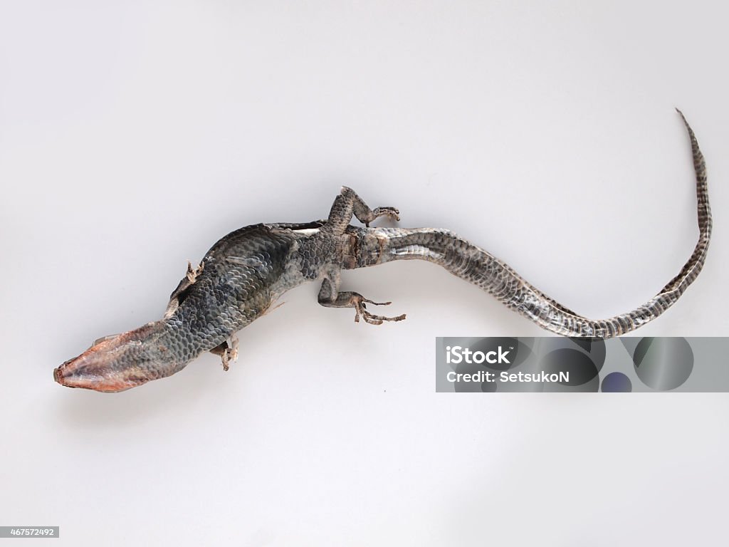 Dried Lizard Dried Lizard - Plestiodon japonicus 2015 Stock Photo