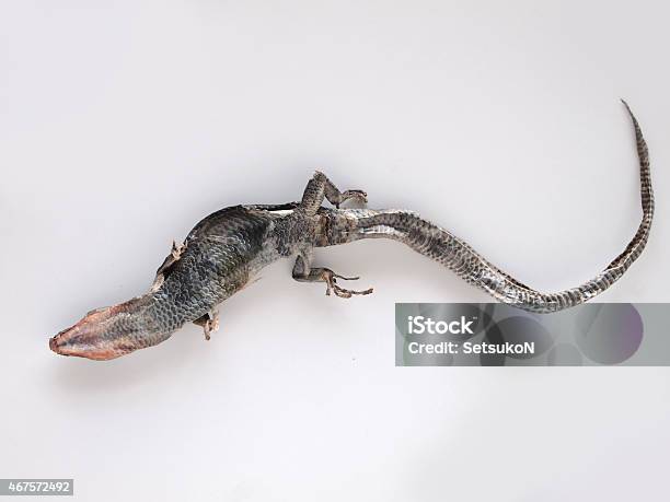 Dried Lizard Stock Photo - Download Image Now - 2015, Cut Out, Death