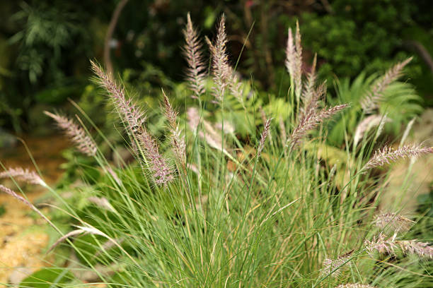 Plume Grass / Pennisetum Alopecuroides Plume Grass / Pennisetum Alopecuroides pennisetum stock pictures, royalty-free photos & images