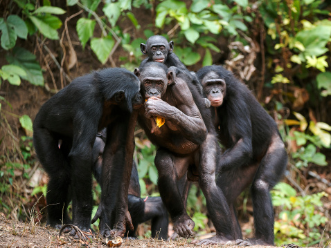 Chimpancé bonobo (Pan paniscus) photo