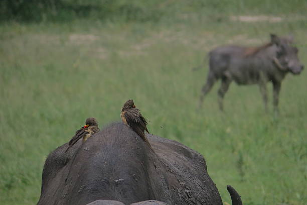 istock Buffalo with warthog in the background 467572760