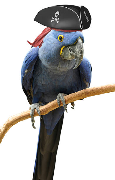 Cool and unusual pirate parrot bird portrait