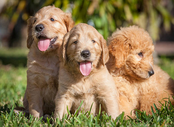 istock Three Puppies Golden Retrievers and Doodle 467572926