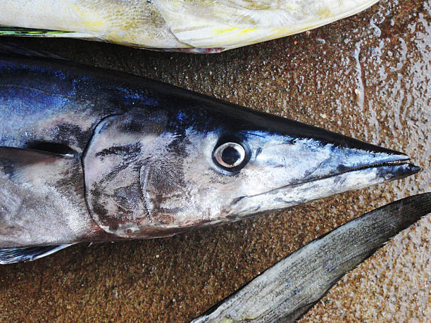 catch of many colourful tropical fishes in a bucket. Fishing in Thailand, island