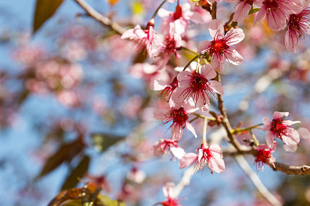 istock blooming pink flower of Wild Himalayan Cherry 467573280