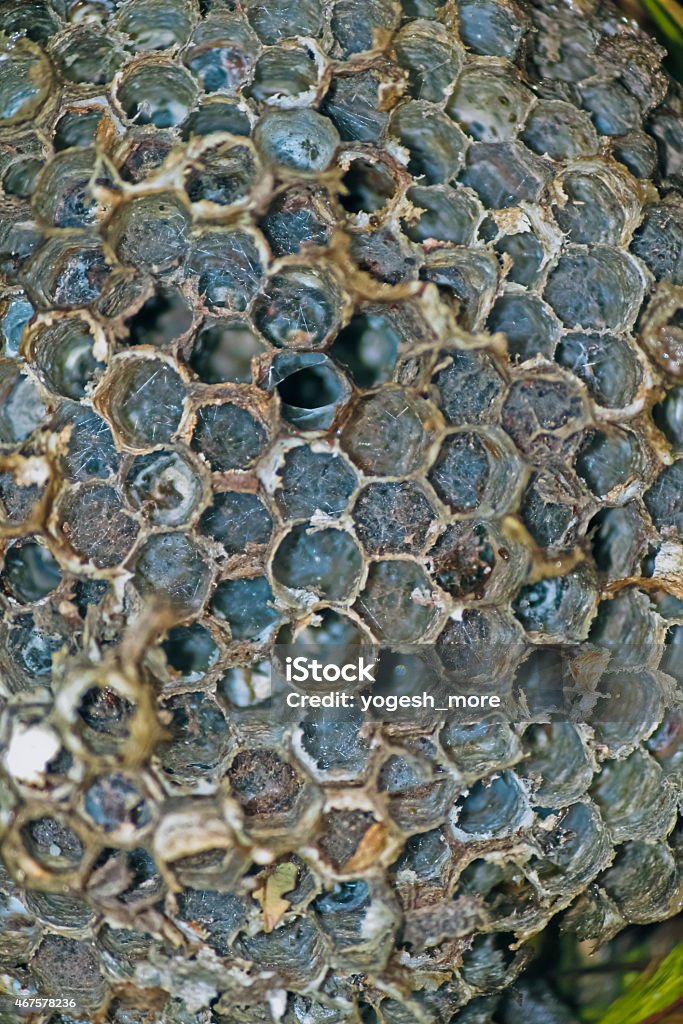 Comb of Apis Florea, Honeybee, India 2015 Stock Photo Comb of Apis Florea, Honeybee, India 2015 Stock Photo