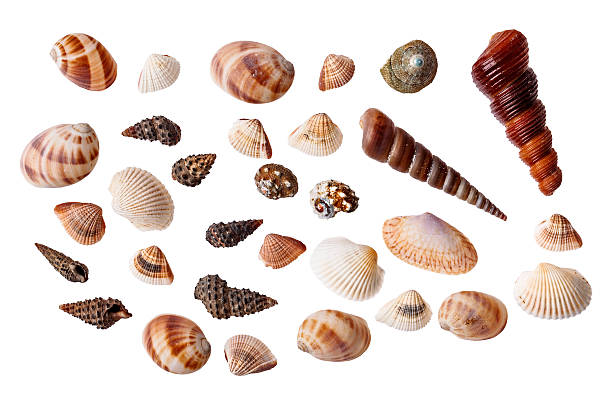 istock Set of seashells isolated on white background 467579273