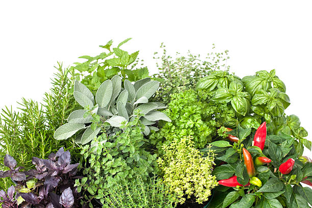 erbe aromatiche cucina fresca - mixed herbs foto e immagini stock