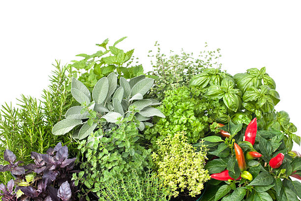 cozinha e plantas aromáticas frescas - mixed herbs imagens e fotografias de stock