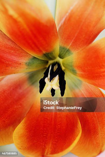 Heart Of A Tulip Stock Photo - Download Image Now - Beauty In Nature, Black Color, Blossom