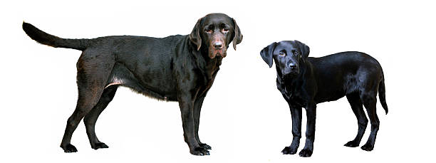 istock mother and puppy 467580933