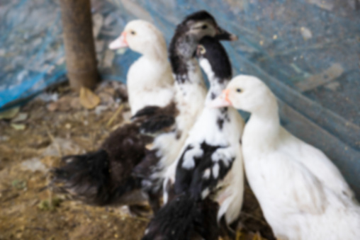 blurry defocused herd of duck in the farm in countryside for background