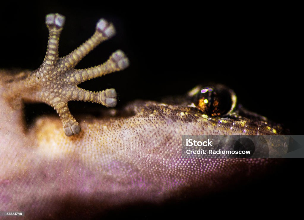 gecko eye and wave close up of a gecko 2015 Stock Photo