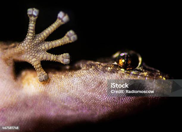 Gecko Eye And Wave Stock Photo - Download Image Now - 2015, Animal, Animal Body Part