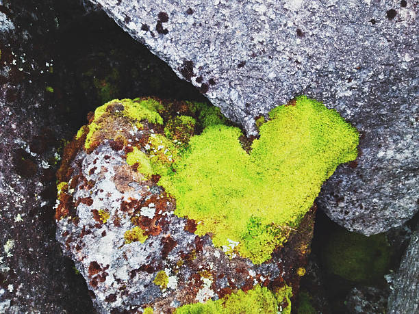 Green moss of heart shape