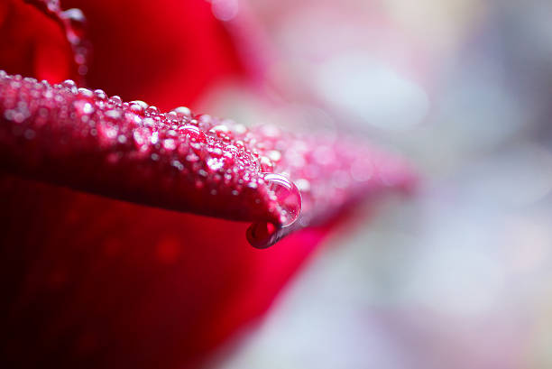 Macro abstract, Red Rose petals, droplets, bokeh light, valentine, love
