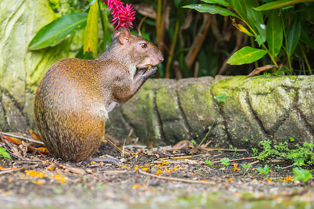 rongeur agouti manger - agouti animal photos et images de collection