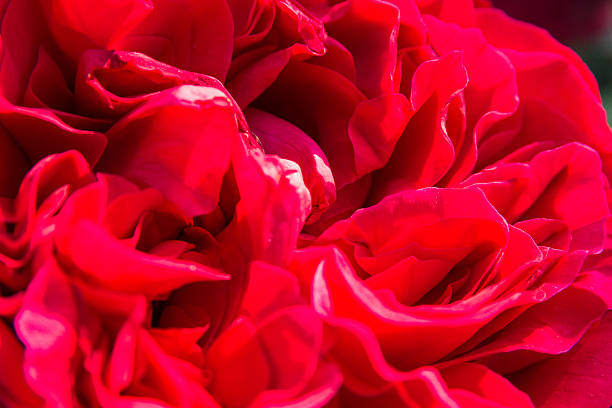 istock red rhododendron flowers 467582346