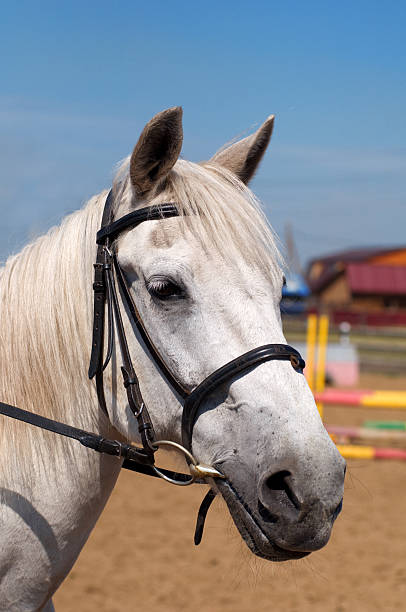 istock horse head close up 467582488
