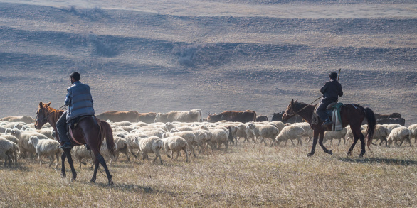 Kakheti, Georgia - November 07, 2013: Shepherds with their sheep close to David Gareja in Kakheti, Georgia.