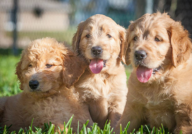istock Three Puppies Golden Retrievers and Doodle 467583594