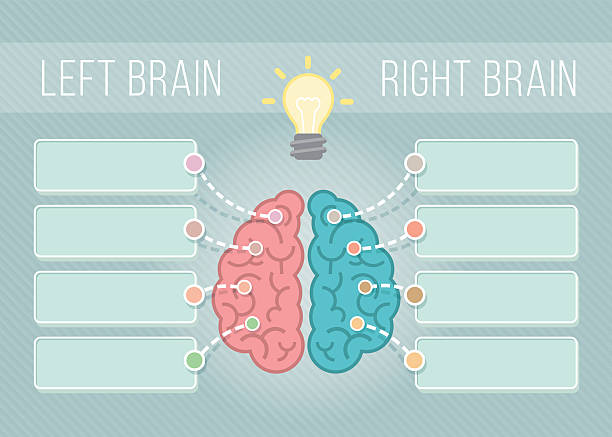 왼쪽 및 오른쪽 뇌 인포그래픽 - parietal lobe stock illustrations