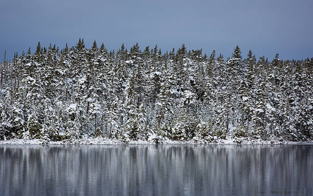 istock Snow covered trees on the edge of the lake 467584270