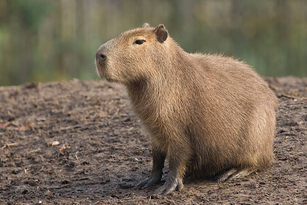 Capybara (Hydrochoerus hydrochaeris) resting stock photo