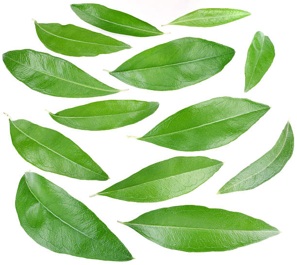 istock Collection of green leaves. 467586831
