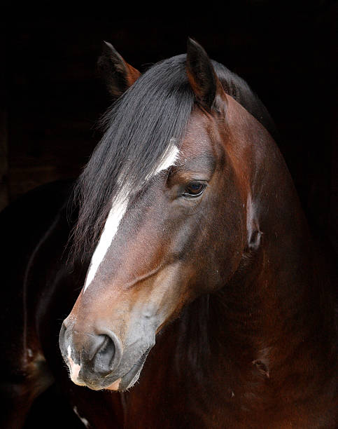 istock Head Shot of a Bay Stallion 467586841