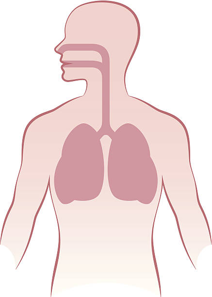 illustrazioni stock, clip art, cartoni animati e icone di tendenza di polmoni umani - pipe organ