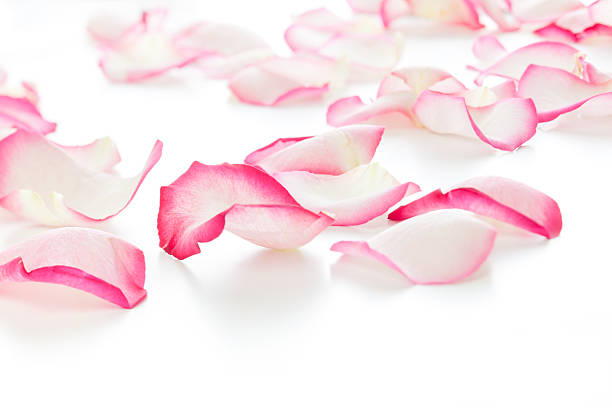 Rose petals stock photo