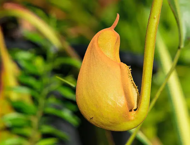Red Nepenthes plant in asia eat insect flower in forest.