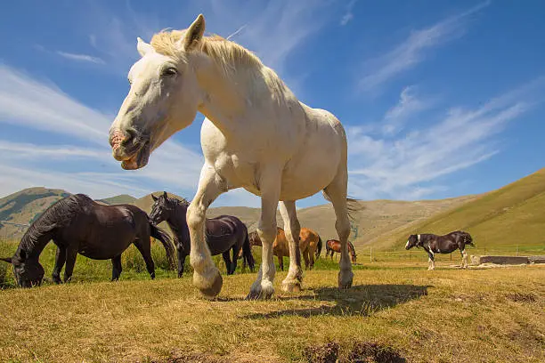 Photo of Wild horses