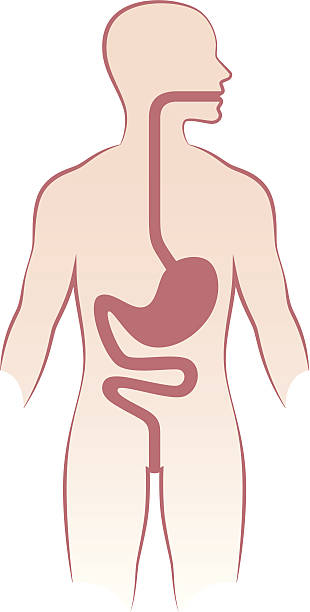 illustrazioni stock, clip art, cartoni animati e icone di tendenza di sistema digestivo umano su sfondo bianco - esofago