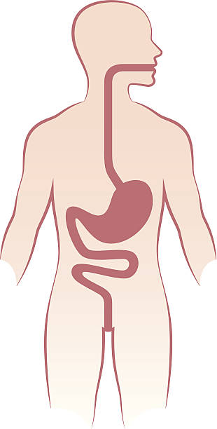 Human digestive tract on white backdrop Human stomach on a white background esophagus stock illustrations