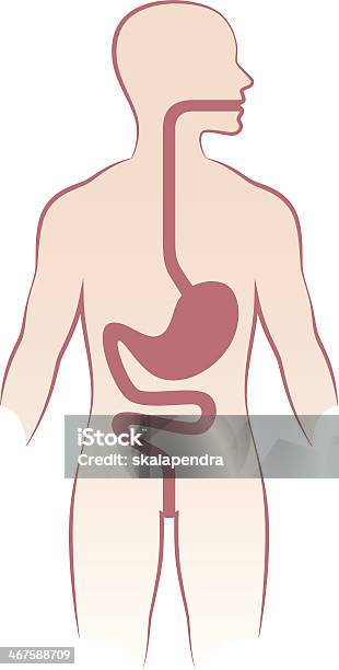 Human Digestive Tract On White Backdrop Stock Illustration - Download Image Now - Esophagus, Stomach, Abdomen