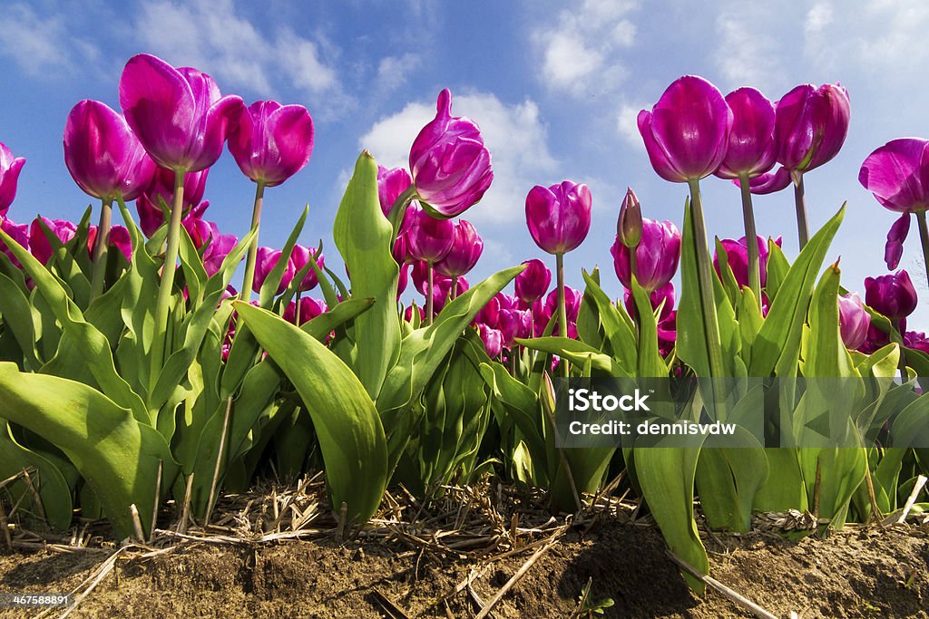 Tulip perspective Pink/purple tulips against a bright blue sky in spring in the Netherlands Agricultural Field Stock Photo