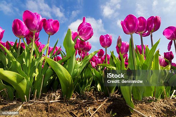 Tulip Perspective Stock Photo - Download Image Now - Agricultural Field, Agriculture, Beauty