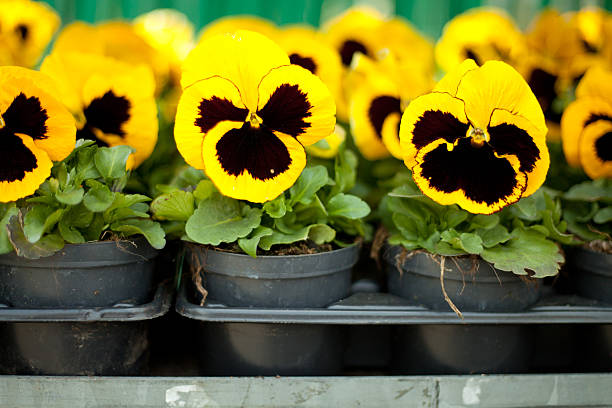 Summer flowers and hot sunny day.